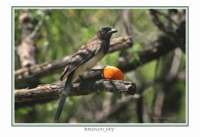 Brown Jay