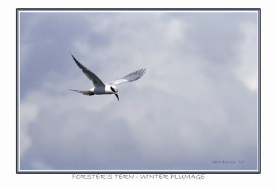 Forster's Tern - winter plumage