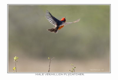Male Vermillion Flycatcher