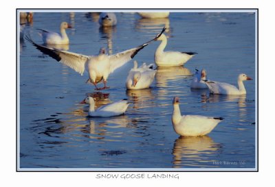 Snow Goose Landing