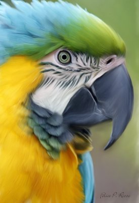 Clone of Parrot2.tif