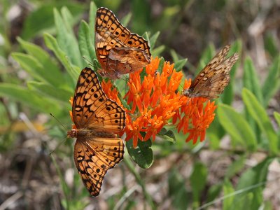 Variegated Fritillary