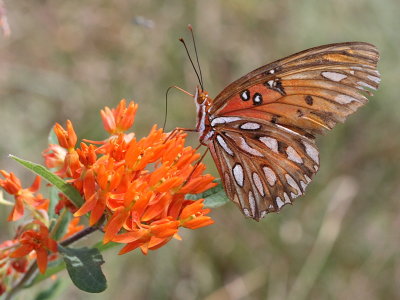 Gulf Fritillary