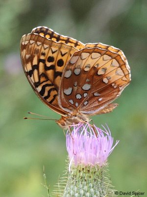 Great Spangled Fritillary