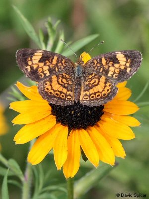 Pearl Crescent