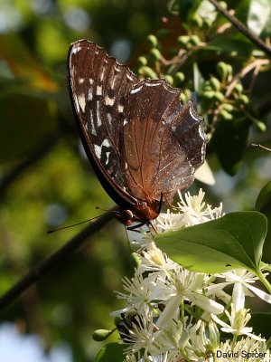 Diana Fritillary