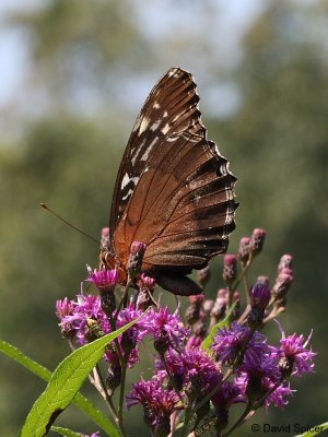 Diana Fritillary