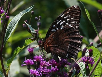 Diana Fritillary