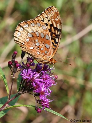 Great Spangled Fritillary