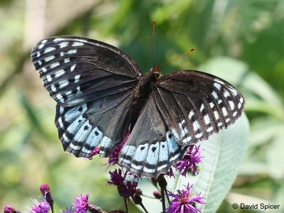 Diana Fritillary