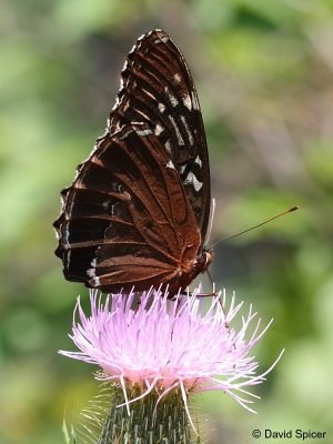 Diana Fritillary