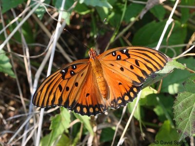 Gulf Fritillary