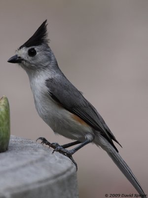 Black-crested (Tufted) Titmouse