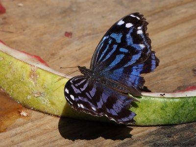 Mexican Bluewing