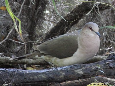 White-tipped Dove