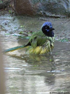 Green Jay