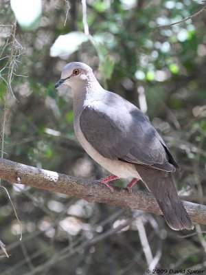 White-tipped Dove