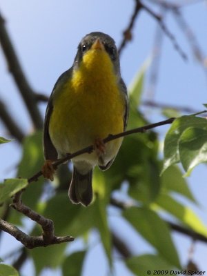 Tropical Parula