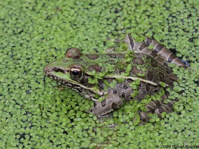 Leopard Frog