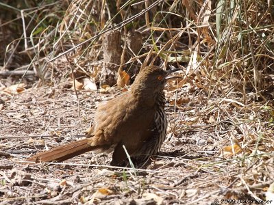 Long-billed Thrasher