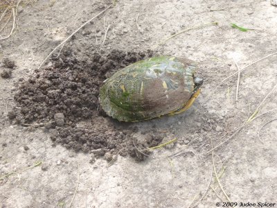 Turtle laying eggs?