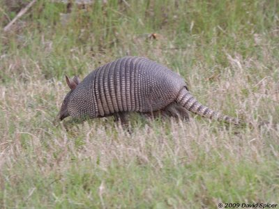 Armadillo