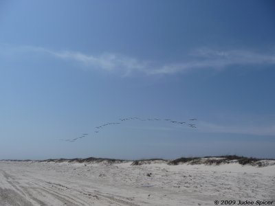 Brown Pelicans over Padre Island