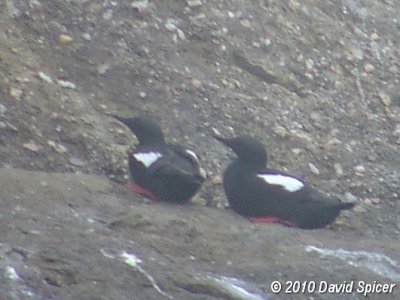 Black Guillemots