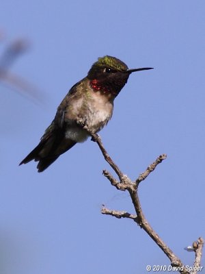 Ruby-throated Hummingbird