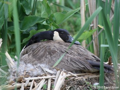 Canada Goose