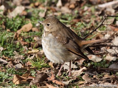 Hermit Thrush