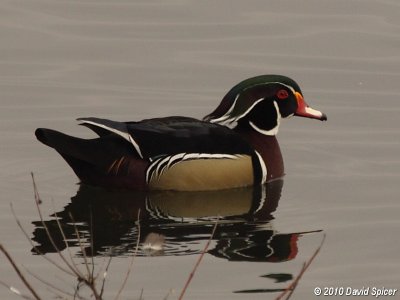 Wood Duck