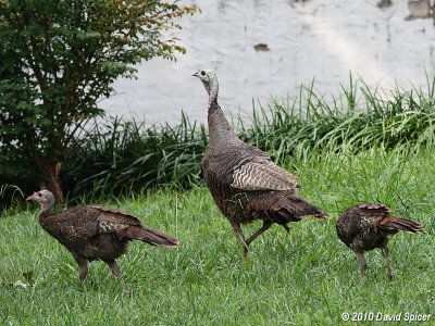 Wild Turkey