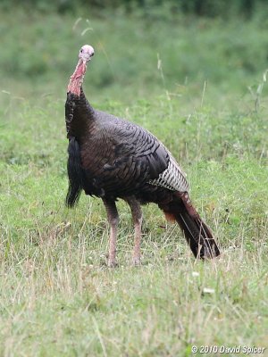 Wild Turkey