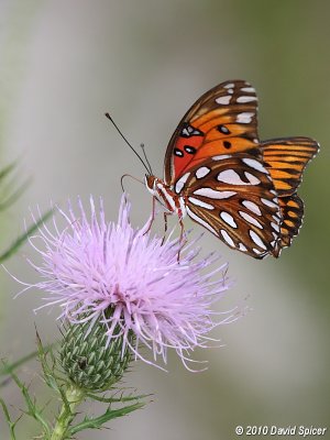 Gulf Fritillary