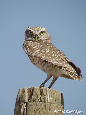 Burrowing Owl