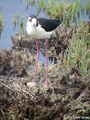Black-necked Stilt