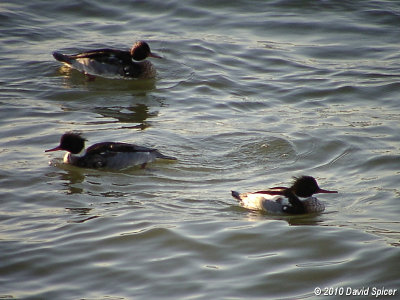 Red-breasted Merganser