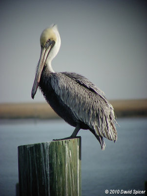 Brown Pelican