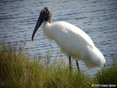 Wood Stork