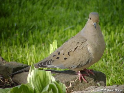 Mourning Dove