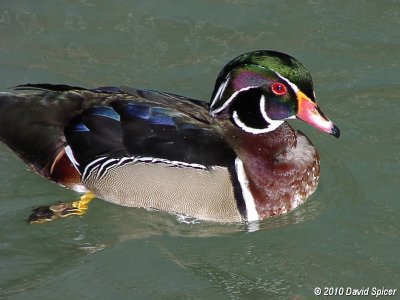 Wood Duck