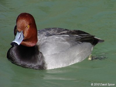 Redhead