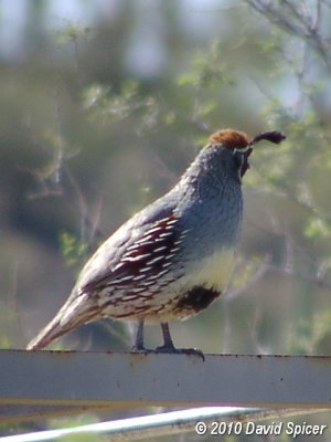 Gambel's Quail