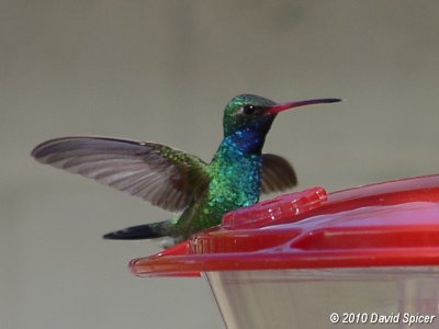 Broad-billed Hummingbird