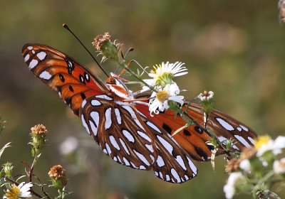Gulf Fritillary