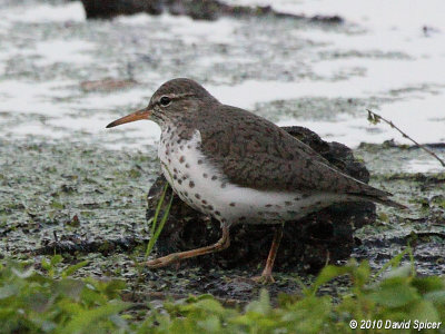 Spotted Sandpiper