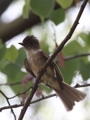 Eastern Phoebe