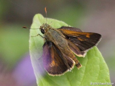 Tawny-edged Skipper