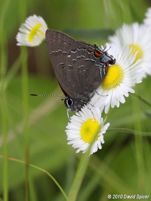 Banded Hairstreak